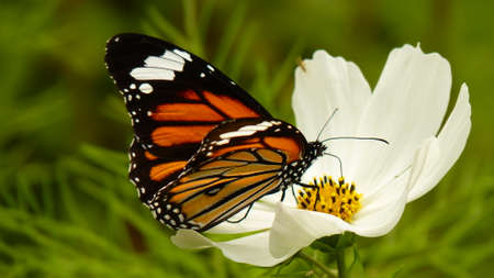 butterflyの写真素材