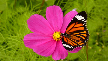 butterflyの写真素材