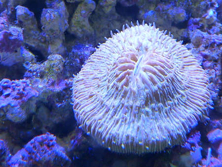 Anemones