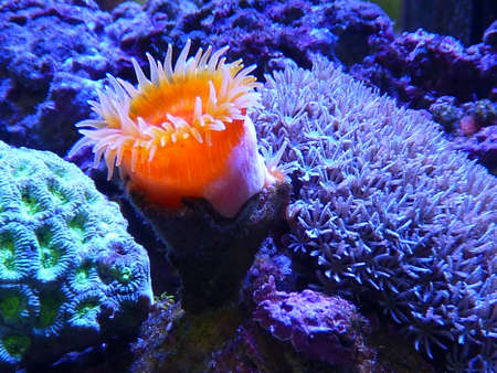 Anemonesの写真素材
