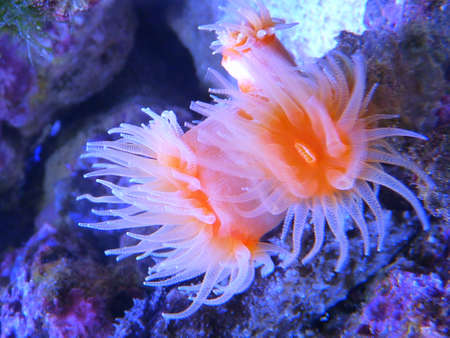 Anemones