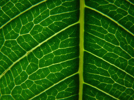 vein