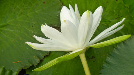 Water liliesの写真素材