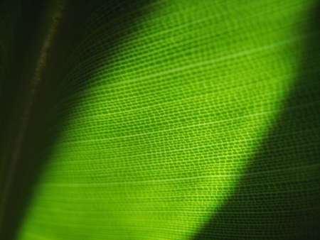 greenの写真素材