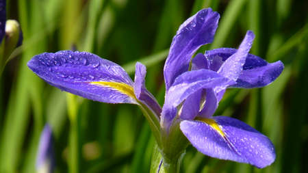 iris