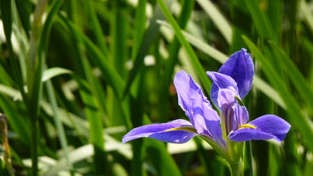 purple iris