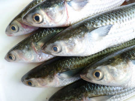 mulletの写真素材