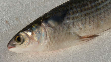 mulletの写真素材