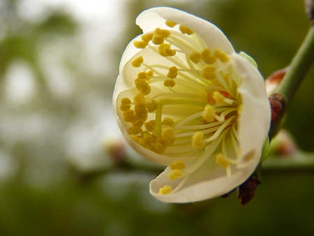 white plum flowerの写真素材
