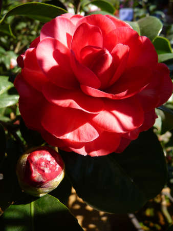 Beautiful camelliaの写真素材