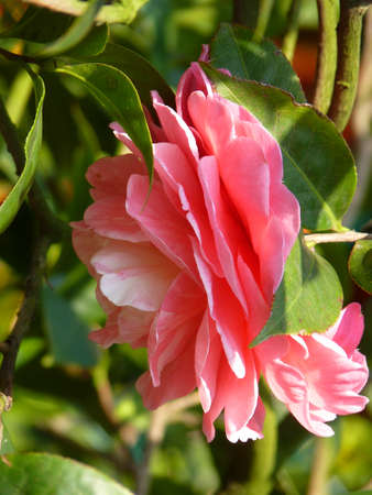 Beautiful camelliaの写真素材