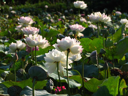 Lotus flowersの写真素材