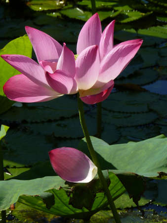 Lotus is a symbol of pureの写真素材