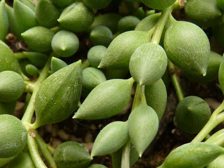 succulent plantの写真素材