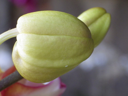 Close up of a green orchids flower in a pot.の写真素材