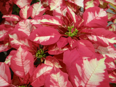 Poinsettia, Christmas Star, Euphorbia pulcherrimaの写真素材