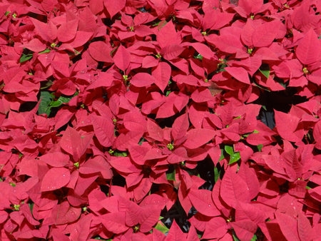 Red poinsettia flowers in the garden, christmas backgroundの写真素材
