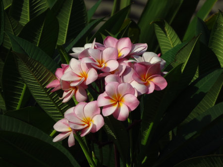 Frangipani or Plumeria flowers blooming in the gardenの写真素材