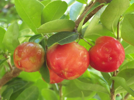 Acerola fruit on tree in the garden. (Cherry)の写真素材