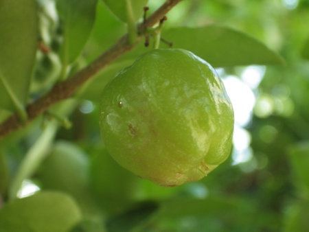 Acerola fruit on the tree (Acerola)の写真素材
