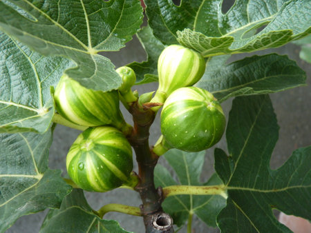 Green figs growing on the branches of a fig tree in the gardenの写真素材