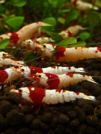 Shrimp in the aquariumの写真素材