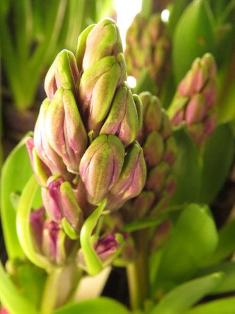 Hyacinth flower in the garden, close-up, macroの写真素材
