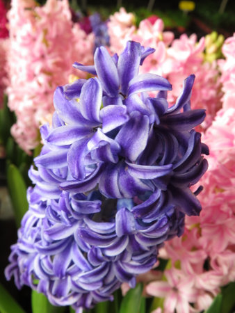 Purple hyacinths in the flower shop, stock photo