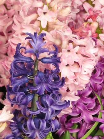 Beautiful hyacinth flowers as background, closeup of photoの写真素材
