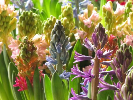 Colorful hyacinths in the garden. Spring flowers.の写真素材