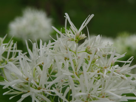 Chinese fringe-tree is a good garden ornamental plant