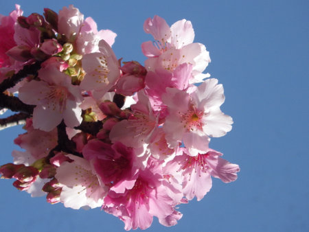cherry blossom sakura in spring season with blue sky backgroundの写真素材