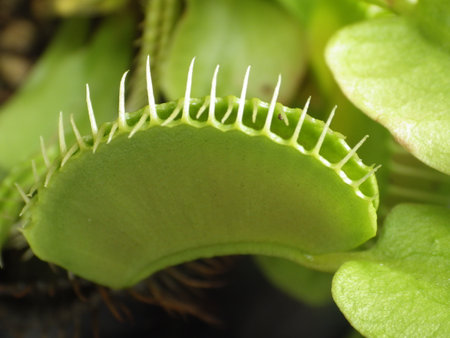 Venus flytrap, close-up of a carnivorous plantの写真素材