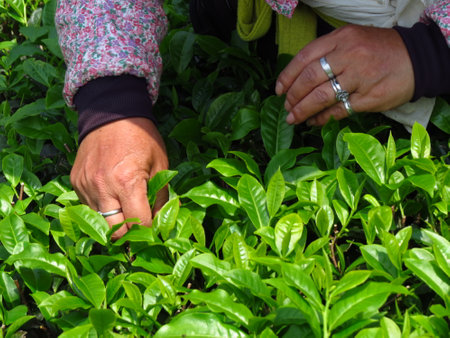 Artificial hand-picked tea can maintain the integrity of the leaves and their beautiful appearance.の写真素材