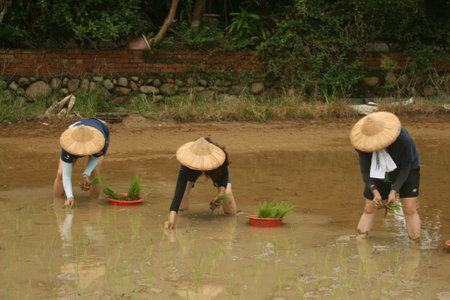 women are planting rice in a paddy field in taiwanの写真素材