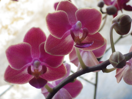 Beautiful Orchid Flowers in Orchid Garden, Phalaenopsisの写真素材
