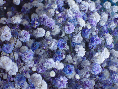 blue and white gypsophila flowers as a background. macroの写真素材
