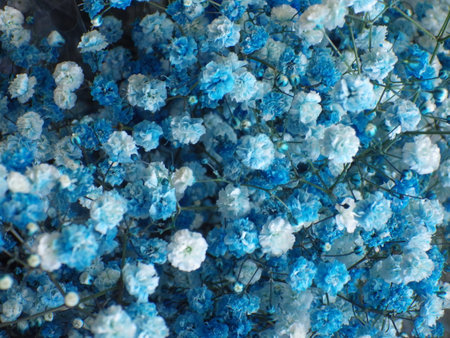 Blue and white gypsophila flowers close-up macro photographyの写真素材