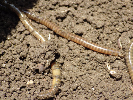Larva of earthworms on the ground in the garden.