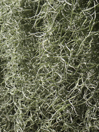 Close up of green lichen in the garden. Abstract background.の写真素材