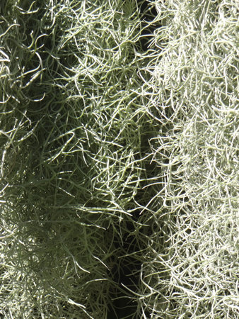 Green lichen in the garden, closeup of photo, natural backgroundの写真素材