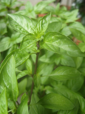 Fresh basil leaves in the garden. Selective focus and shallow depth of field.の写真素材