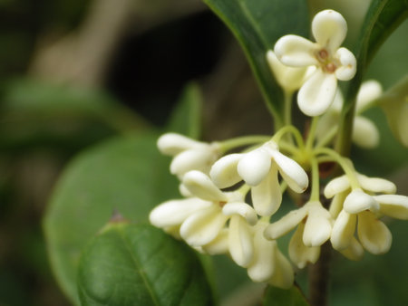 Osmanthus has a rich sweet aromaの写真素材