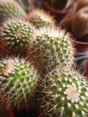 Cactus in a pot, close-up, selective focus.