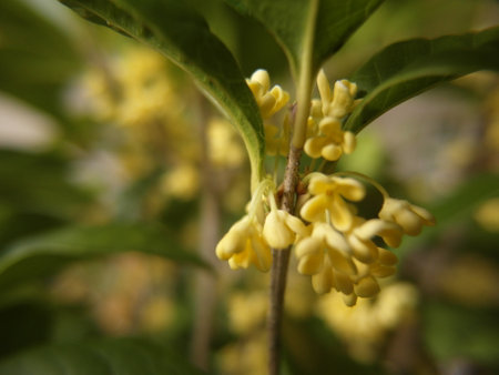 Close up of yellow flowersの写真素材