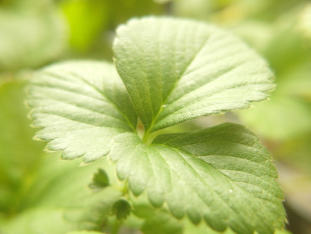 Strawberry leaves close-up. Shallow depth of field.の写真素材
