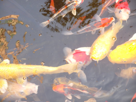 Koi fish in the pond, closeup of photo. High quality photoの写真素材