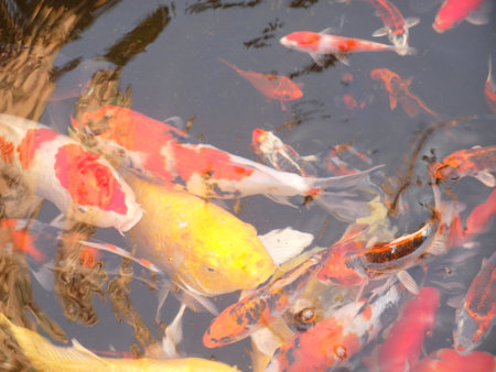 Koi fish in the pond, closeup of photo with soft focusの写真素材