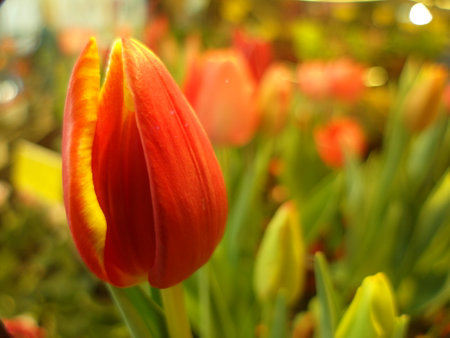 Tulip flower in the garden with bokeh background.の写真素材