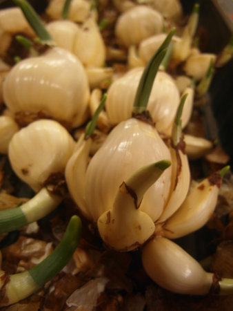 When daffodils are not blooming, they look like garlicの写真素材